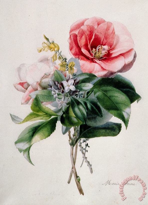 Marie-Anne Camellia and Broom Art Print
