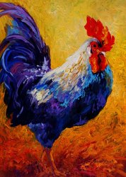 Marion Rose Indy - Rooster
