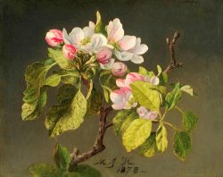 Martin Johnson Heade A Branch of Apple Blossoms And Buds