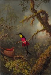 Martin Johnson Heade - A Pair of Nesting Crimson Topaz Hummingbirds painting