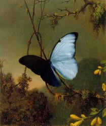Martin Johnson Heade - Blue Morpho Butterfly painting