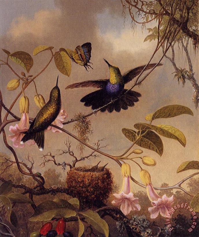 Fort Tailed Woodnymph painting - Martin Johnson Heade Fort Tailed Woodnymph Art Print