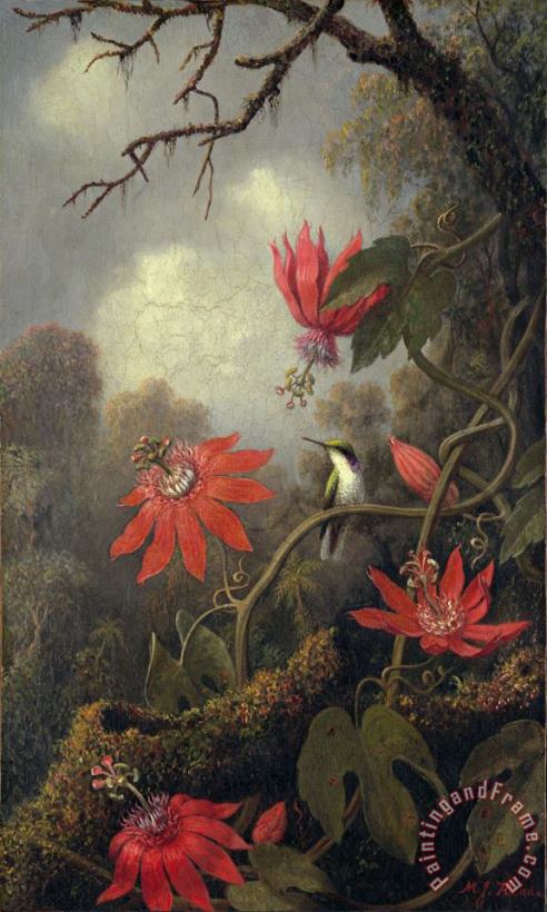 Martin Johnson Heade hummingbird and passion flowers Art Print