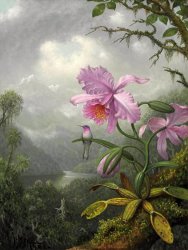 Martin Johnson Heade - Hummingbird Perched on The Orchid Plant painting