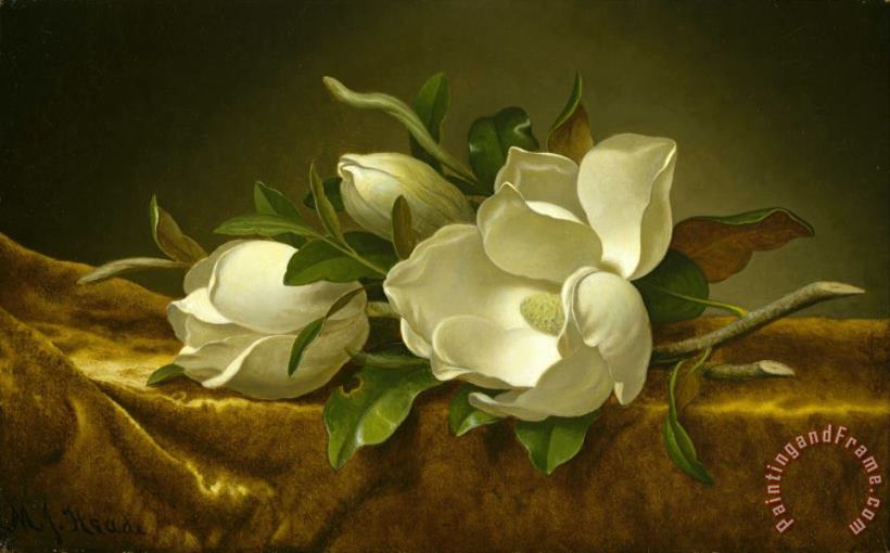 Martin Johnson Heade Magnolias on Gold Velvet Cloth Art Print