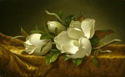 Martin Johnson Heade Magnolias on Gold Velvet Cloth