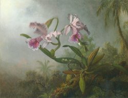 Martin Johnson Heade Pink Orchids And Hummingbird on a Twig