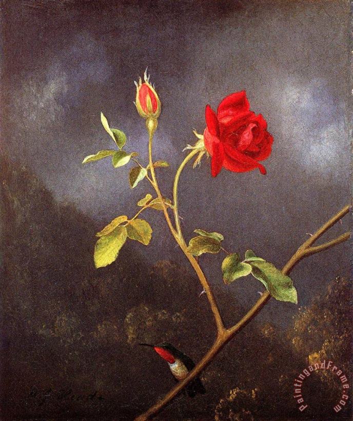 Red Rose with Ruby Throat painting - Martin Johnson Heade Red Rose with Ruby Throat Art Print