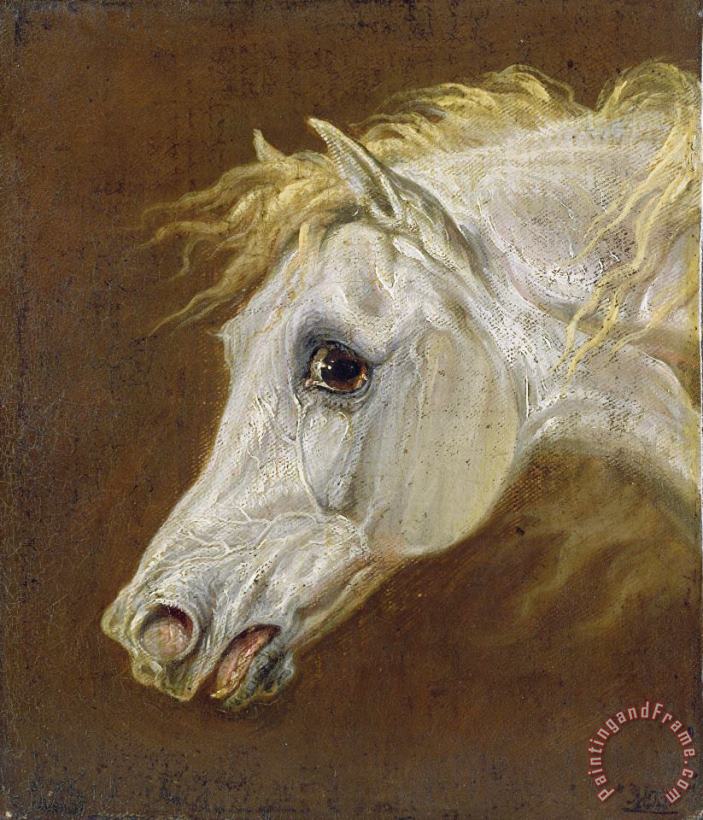 Head of a Grey Arabian Horse painting - Martin Theodore Ward Head of a Grey Arabian Horse Art Print