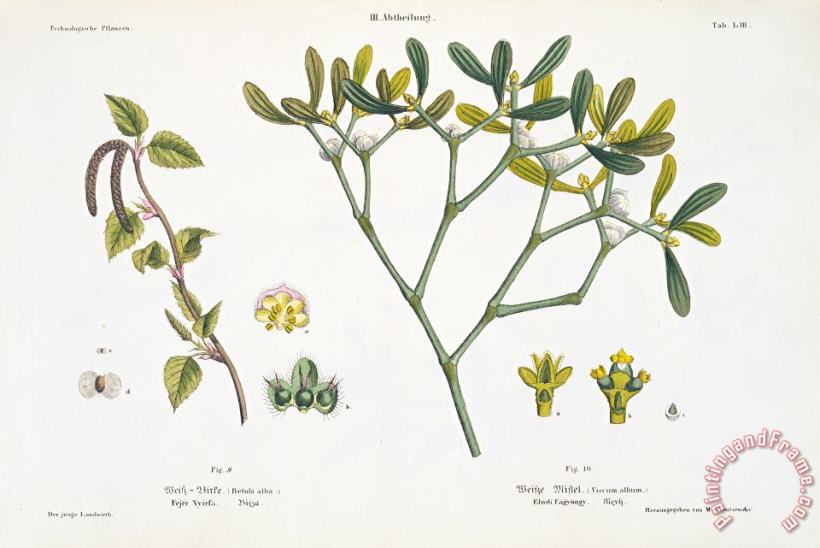 Birch And Mistletoe painting - Matthias Trentsensky Birch And Mistletoe Art Print