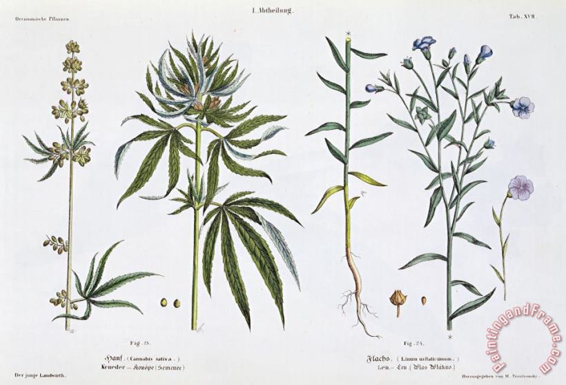 Cannabis And Flax painting - Matthias Trentsensky Cannabis And Flax Art Print