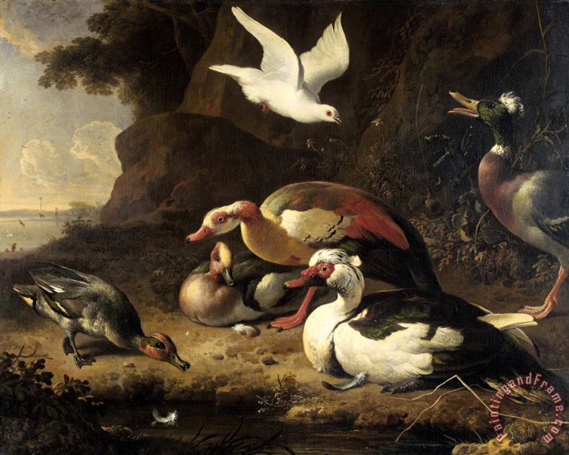 Ducks painting - Melchior de Hondecoeter Ducks Art Print