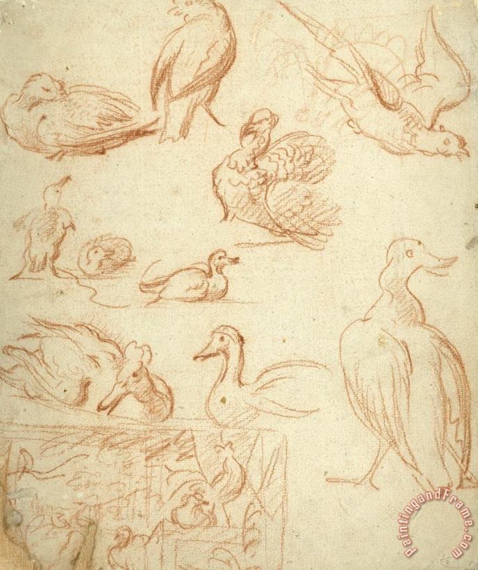 Melchior de Hondecoeter Schetsen Van Een Compositie En Verschillende Vogels Art Painting