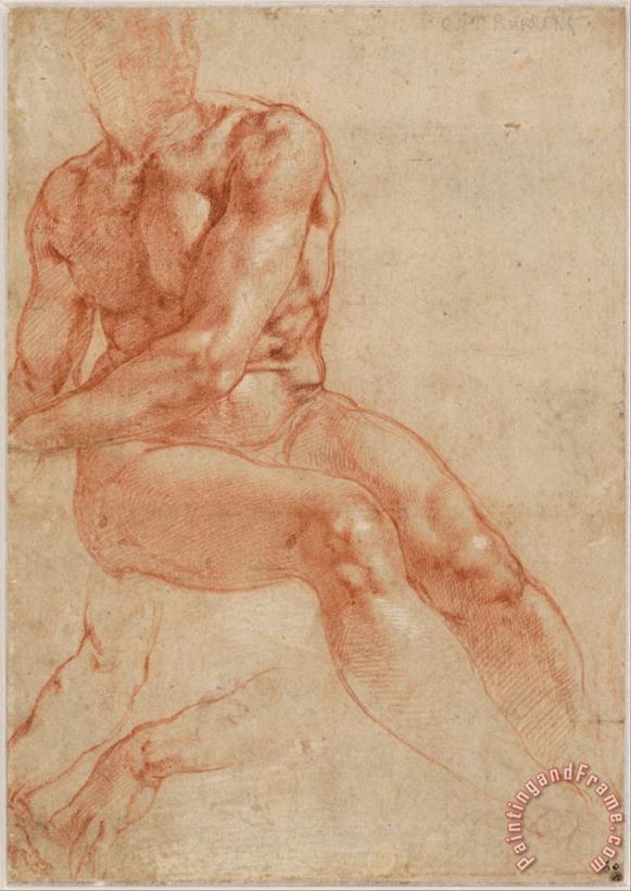 Seated Young Male Nude And Two Arm Studies (recto) painting - Michelangelo Buonarroti Seated Young Male Nude And Two Arm Studies (recto) Art Print