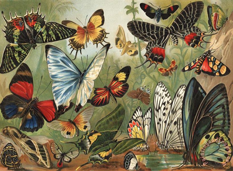 Mutzel Butterflies 2 Art Painting