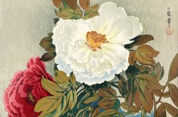 Oda Kazuma Peonies (botan)