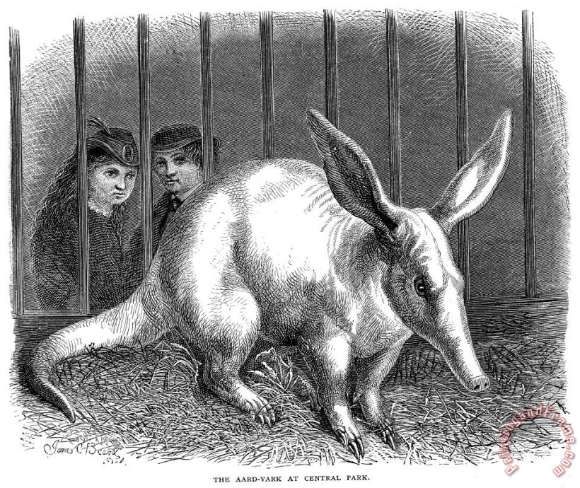 Aardvark painting - Others Aardvark Art Print