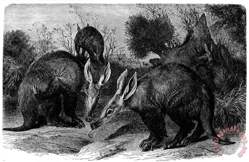 Aardvarks painting - Others Aardvarks Art Print