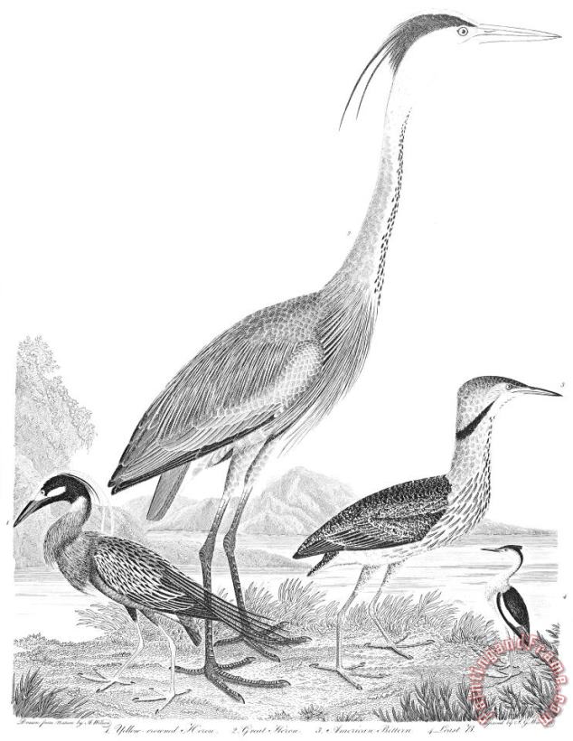 American Ornithology painting - Others American Ornithology Art Print