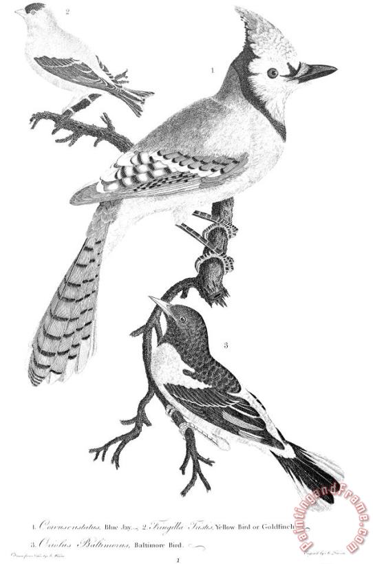 American Ornithology painting - Others American Ornithology Art Print