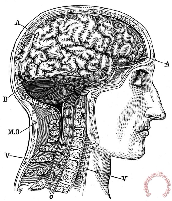 Anatomy: Brain painting - Others Anatomy: Brain Art Print