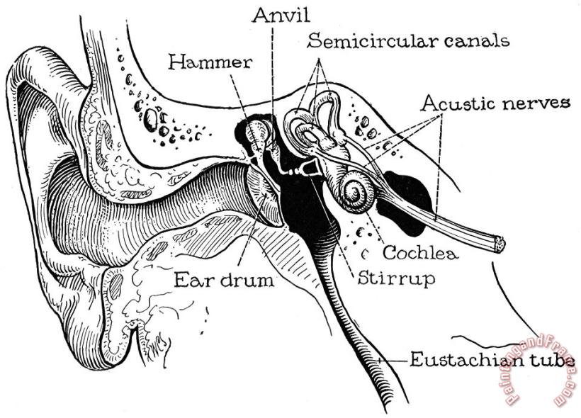 Anatomy: Ear Canal painting - Others Anatomy: Ear Canal Art Print