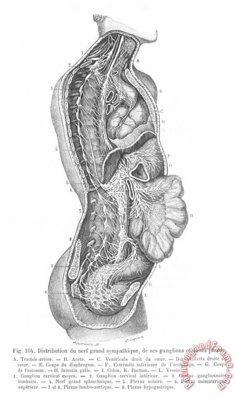 Anatomy: Nervous System painting - Others Anatomy: Nervous System Art Print