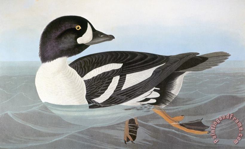 Audubon: Duck painting - Others Audubon: Duck Art Print