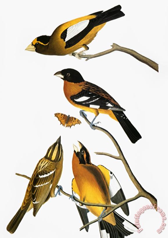 Audubon: Grosbeak painting - Others Audubon: Grosbeak Art Print
