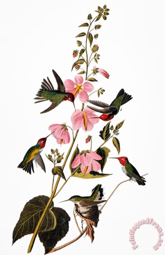 Others Audubon: Hummingbird Art Painting