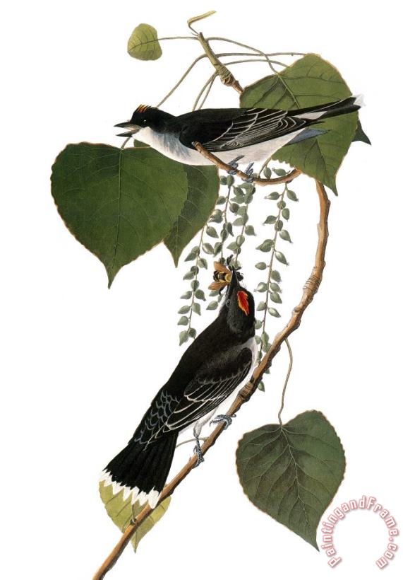 Audubon: Kingbird, (1827-38) painting - Others Audubon: Kingbird, (1827-38) Art Print