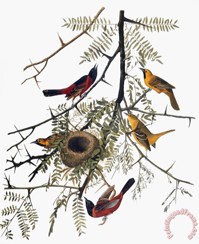 Audubon: Oriole painting - Others Audubon: Oriole Art Print
