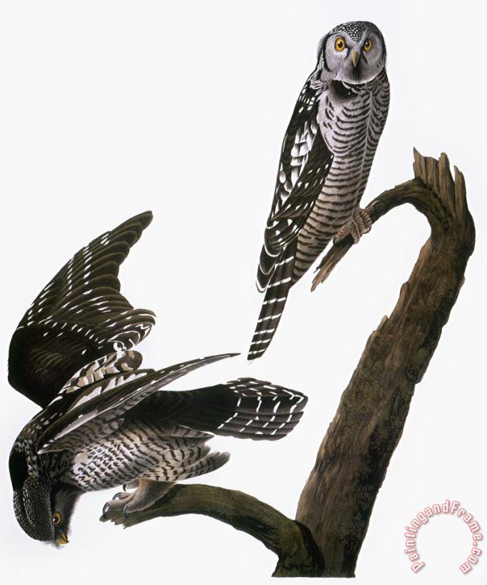 Audubon: Owl painting - Others Audubon: Owl Art Print