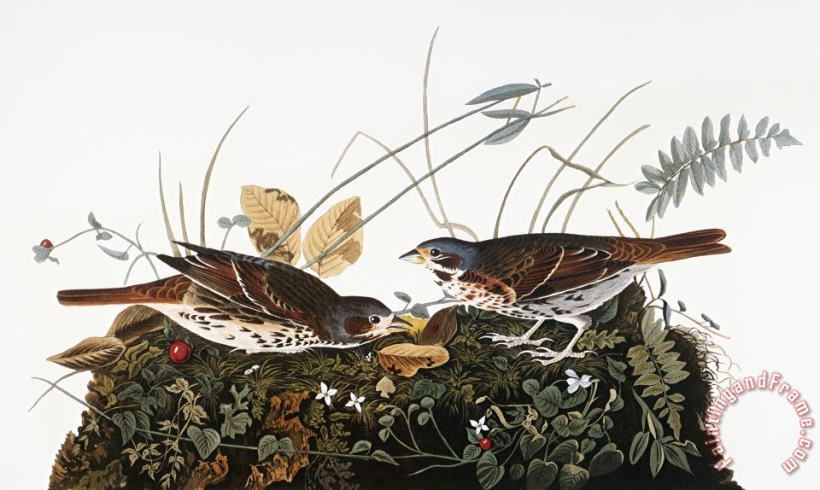Others Audubon: Sparrow Art Painting