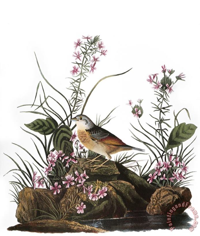 Others Audubon: Sparrow, (1827-38) Art Print