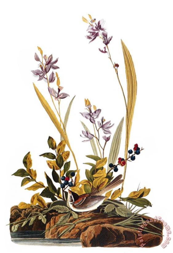 Others Audubon: Sparrow, 1827-38 Art Painting