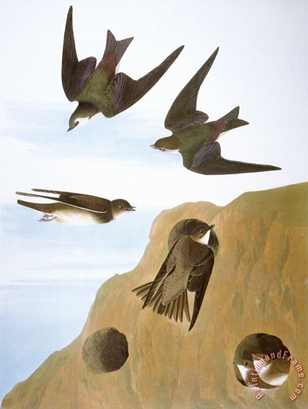 Others Audubon: Swallows, 1827-38 Art Painting
