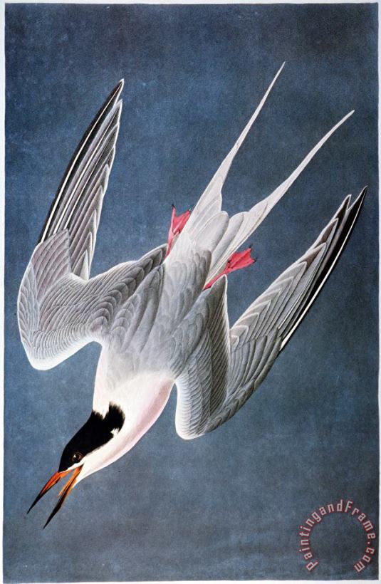 Audubon: Tern painting - Others Audubon: Tern Art Print