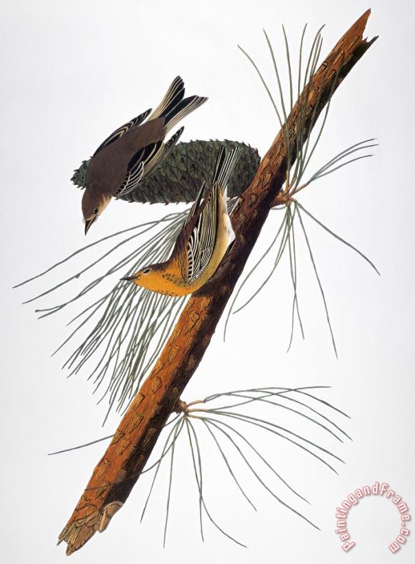 Audubon: Warbler, (1827-1838) painting - Others Audubon: Warbler, (1827-1838) Art Print