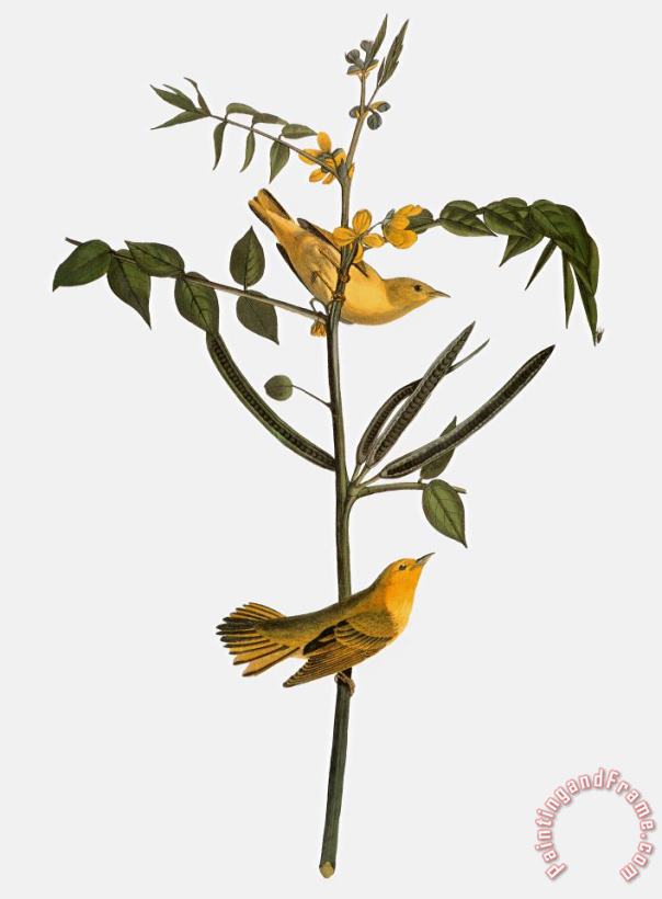 Others Audubon: Warbler, 1827-38 Art Painting