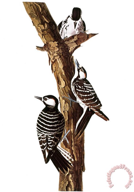 Others Audubon: Woodpecker Art Painting