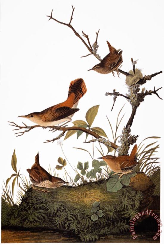 Others Audubon: Wren Art Painting