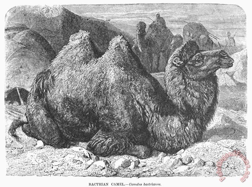 Others Bactrian Camel Art Print