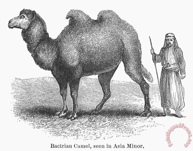 Bactrian Camel painting - Others Bactrian Camel Art Print