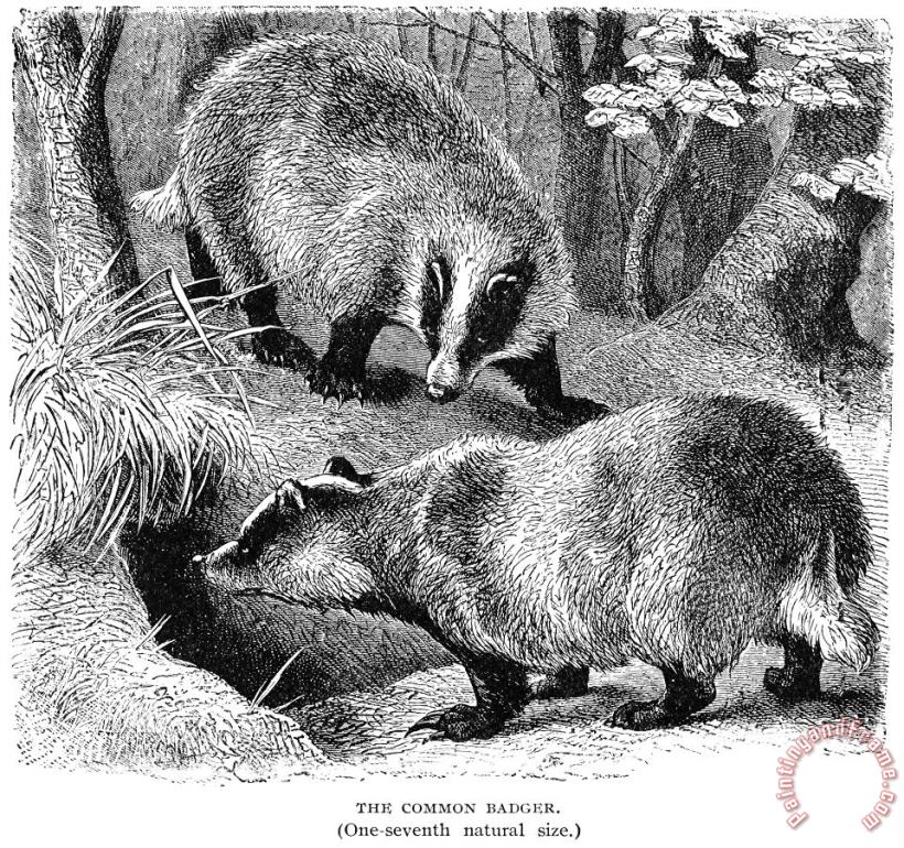 Others Badgers Art Print