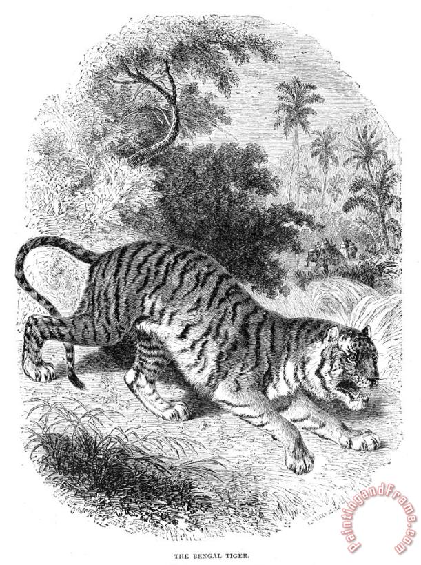 Bengal Tiger painting - Others Bengal Tiger Art Print