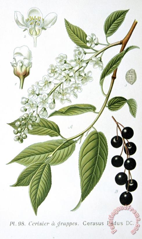 Bird Cherry Cerasus Padus Or Prunus Padus painting - Others Bird Cherry Cerasus Padus Or Prunus Padus Art Print