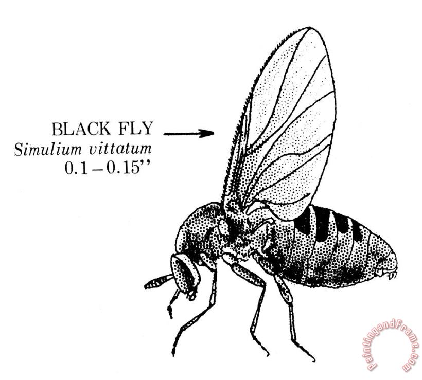 Black Fly painting - Others Black Fly Art Print