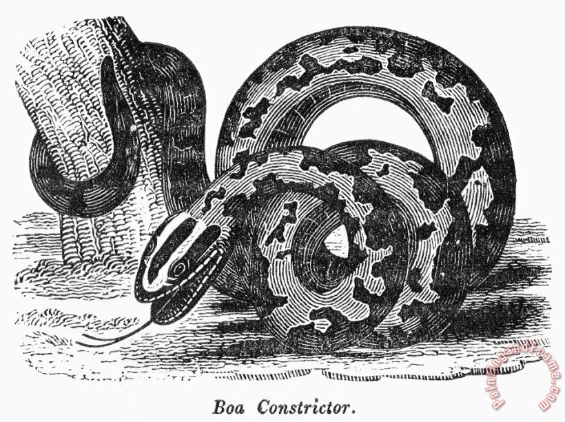 Others Boa Constrictor Art Print