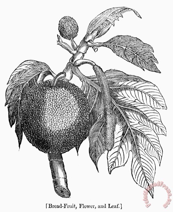 Others Botany: Breadfruit Tree Art Painting